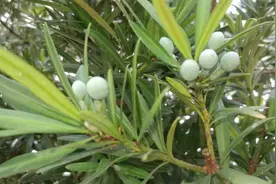 罗汉松果泡酒，外用对风湿骨痛有很大帮助，农村可以多栽种一些