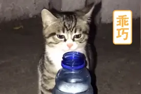 晚上给流浪猫喝点脉动，小猫很口渴了。