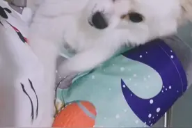 狗狗为什么这么喜欢玩投球？