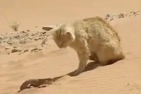 猫咪大战沙蝰蛇，此蛇有剧毒，真为猫咪捏了一把汗视频封面
