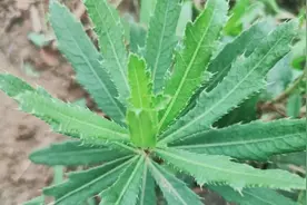 带锯齿的野菜，用处多多好处多多，妹子给大家分享一下视频封面