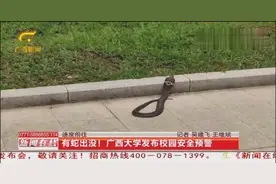 有蛇出没！广西大学出现眼镜蛇，校方发布校园安全预警