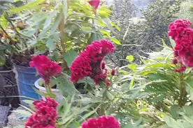 鸡冠花，具有良好的止血功效，可治月经过多，鼻出血，崩漏等，