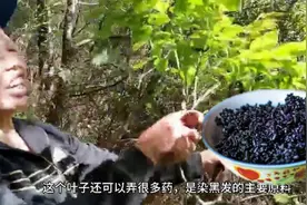 农村奶奶进山找黑米饭树叶，原来就是染黑发剂的原料，叫南烛叶