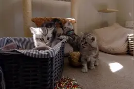 英国短耳猫崽崽:从小到大的全过程，可爱到底！