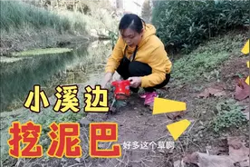 变废为宝，莲姐到小溪边挖泥土回去，用柚子籽种一盆柚籽苗盆栽，视频封面