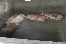 猪肉价格持续上涨，粮食为什么不涨，几十斤粮食才能换一斤猪肉。视频封面