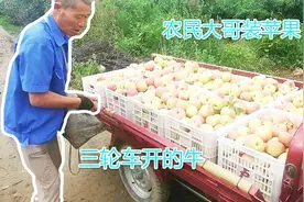 农村大哥在果园摘嘎啦苹果，看他们都是怎么采收看今年苹果怎么样视频封面