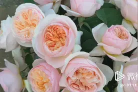 全球最贵的300万玫瑰 朱丽叶 一旦拥有就别无所求！视频封面