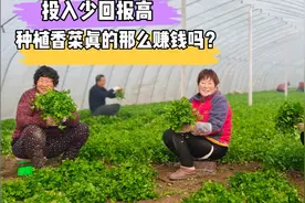 香菜一亩地成本仅300元60天长成，每亩收入一万多，你动心了吗？视频封面