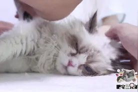 小布偶猫去剃毛，开始睡着了还打呼噜，醒来后被晃晕了接着剃