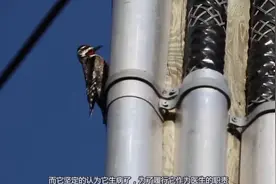 啄木鸟认定铁杆内有虫子，冲上去就是一顿猛戳，声音简直响彻全场