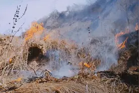 甘肃的山上为什么不长草？原因找到了！视频封面