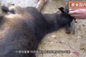 村民用土方法处理50斤小羔羊，切掉头放火上烧，上桌不够抢！视频封面