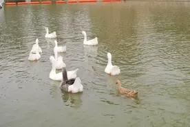 半个小时60元的船费，坐了不到十分钟就被迫下船视频封面