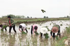 实拍：农村人工插秧全过程，多少人童年的回忆，你还会插秧吗？视频封面