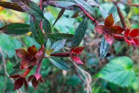 野外生长有草龙和八角枫，还有毛果算盘子，农村里常用来烧水洗澡