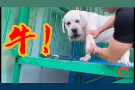 拉布拉多顶级一线种公到底是啥样？一对比，才发现自己见识少了！