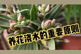 养花几天浇一次水好？把握好1个原则，浇水错不了