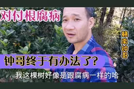 对付“根腐病"再也不用怕了，试试钟哥这个方法，效果真不错！视频封面