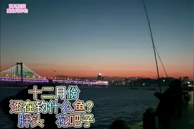 日常巡岸，12月份大连岸边还在钓花鲅子？这是放生鱼么？