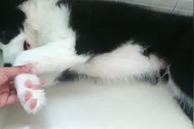 狗狗的爪子还是粉色的，上面还有一块“胎记”