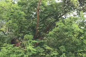 这棵黄牛木树寄生靓，晒干冲茶最好