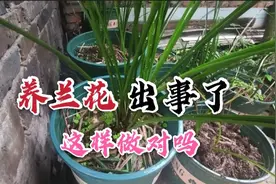 第一次养兰花就出事了，这种做法对吗，这样的送人别人能要吗？