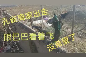 农村老家散养三只孔雀离家出走不回来，只有眼巴巴看着它展翅高飞