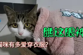 铲屎官大冬天给猫穿棉衣，猫咪有口难言，满眼都是仇恨视频封面