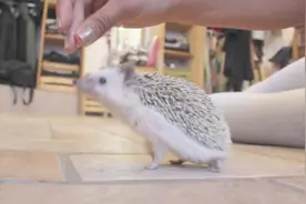 我花68元买的非洲迷你刺猬，一生就任一个主人视频封面