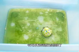 小伙养了两个月巴西龟，竟然死了，死因让人悲伤