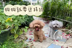 狗狗就是要这样拍，精灵可爱，让狗狗爱上拍照的方法，轻松拍36