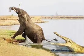 母象拼尽老命跟鳄鱼厮杀救幼象，最终鳄鱼遭受重创视频封面