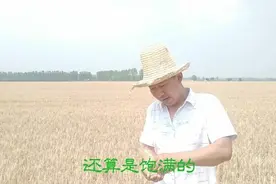 河南南阳：小麦提前成熟是干旱病害还是真的熟了？
