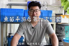 孵化的兰寿小鱼苗平游了 看主播如何给鱼苗开口喂食 这样喂不浑水