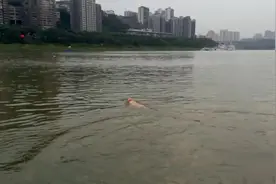 主人在嘉陵江训练大金毛游泳，一个瓶子就够了~~~视频封面