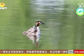 又到一年观鸟佳季，解锁长沙“观鸟指南”！视频封面