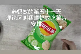 养蚂蚁的第五十一天，今天喂蚂蚁吃薯片