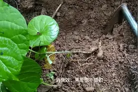 野生隔山消，健脾消食，对油腻性食欲导致的食积可了解下