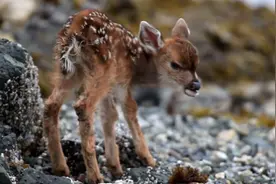 刚出生的小鹿正努力地站起来学习走路