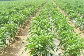 辣椒、黄瓜先栽苗后套膜，加上这个土方法，根系生长更好视频封面