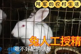家里母兔不好配种发情不明显，有粉丝就说用人工授精，合适吗视频封面