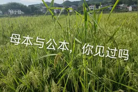 水稻也有公母之分，今天大胖带你们去看看
