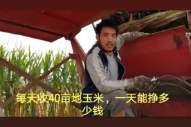 13万买的玉米收割机，每天收40亩玉米，看看小伙一天能挣多少钱？视频封面