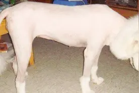 老虎凭什么能是百兽之王，剃毛后的老虎与家狗对比，告诉你答案！