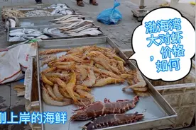 秋日的长岛盛产渤海湾大对虾，刚上岸街边售卖，老三直呼超便宜视频封面