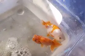 金鱼体表寄生虫、细菌感染、菌腮，用浓盐水一锅烩，简单粗暴直接