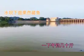 增江野钓，水坝下面含氧量高，鱼吃口猛，爆护不再是梦想