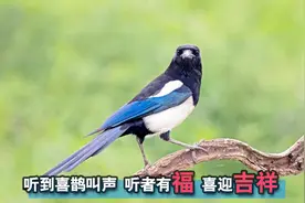 喜鹊叫声：吉祥鸟的叫声！听者吉祥交好运！